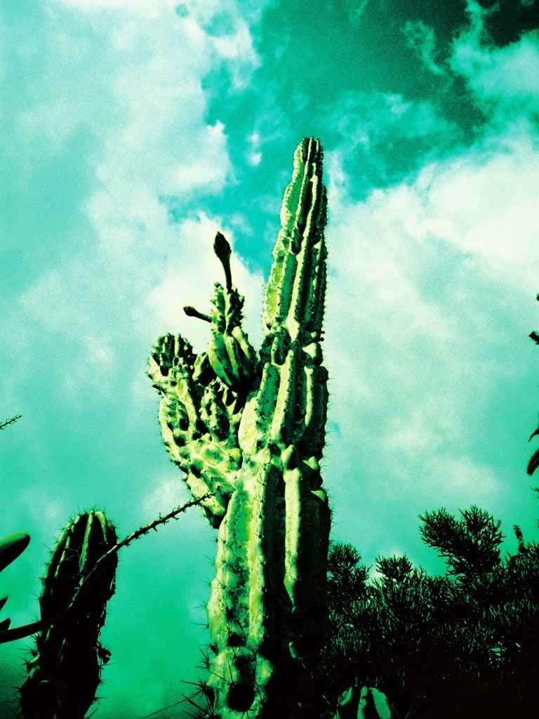 Cactus image